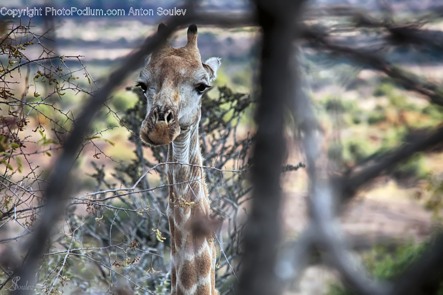 Animal, Giraffe, Mammal, Wildlife, Cougar