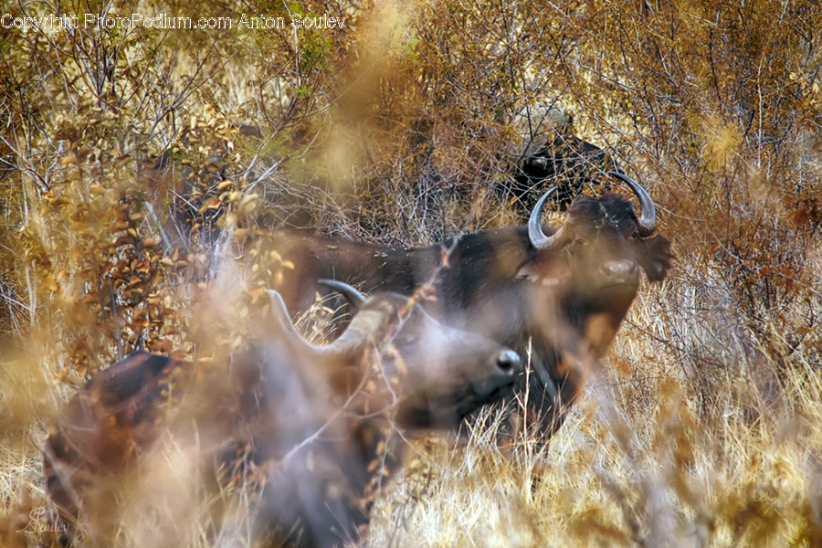 Animal, Buffalo, Mammal, Wildlife, Deer