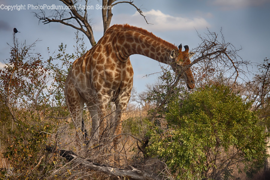 Animal, Giraffe, Mammal, Wildlife