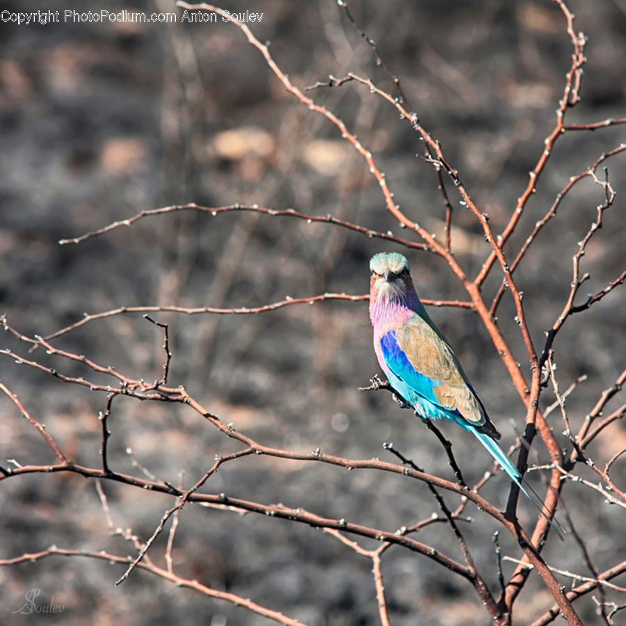 Animal, Bird, Bluebird, Bee Eater, Blue Jay