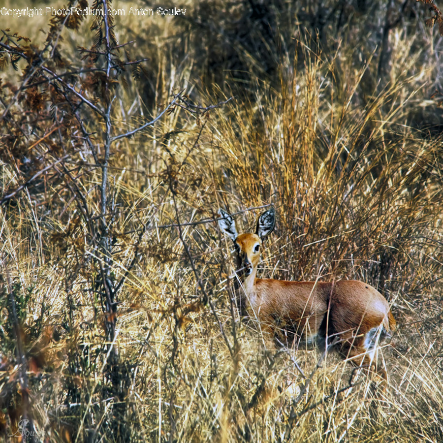 Animal, Antelope, Gazelle, Mammal, Wildlife