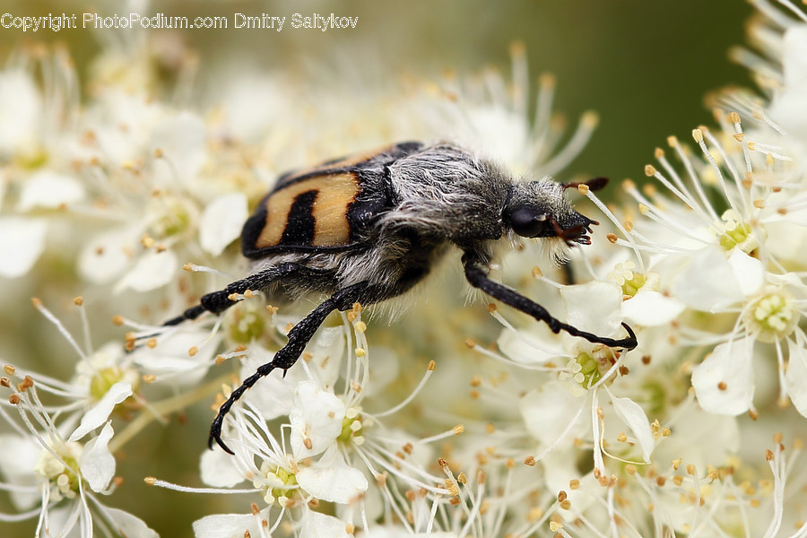 Animal, Bee, Insect, Invertebrate, Blossom