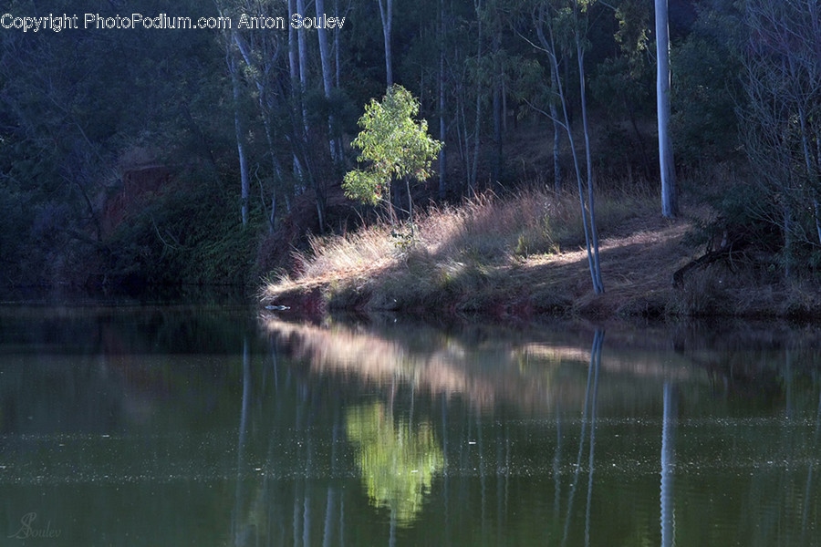 Land, Marsh, Outdoors, Swamp, Water