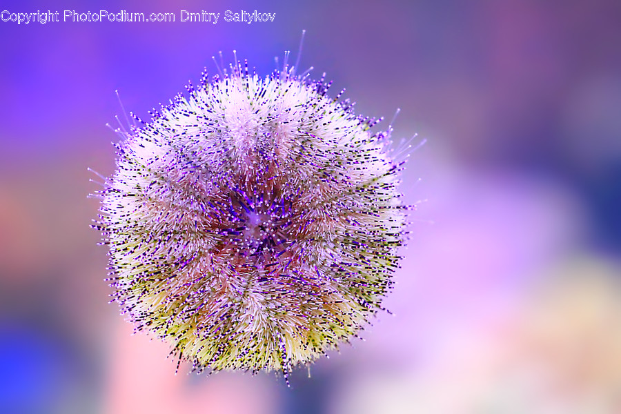 Blossom, Flora, Flower, Plant, Thistle