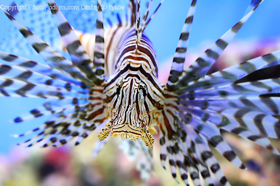 Animal, Butterfly, Insect, Invertebrate, Fractal