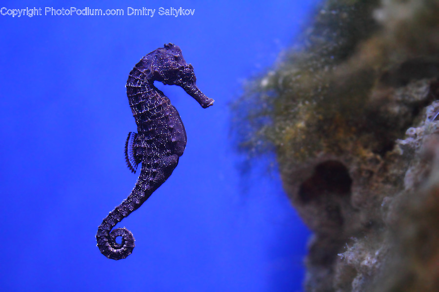Animal, Mammal, Sea Life, Seahorse, Coral Reef