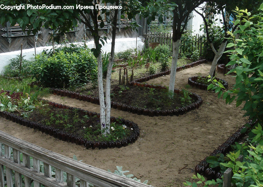 Plant, Potted Plant, Vine, Conifer, Fir, Spruce, Wood