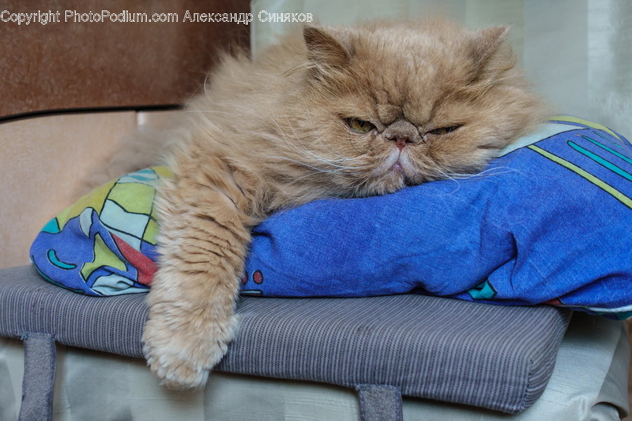 Cushion, Home Decor
