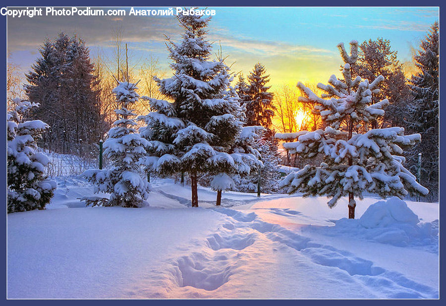 Conifer, Fir, Plant, Tree, Larch, Wood, Landscape