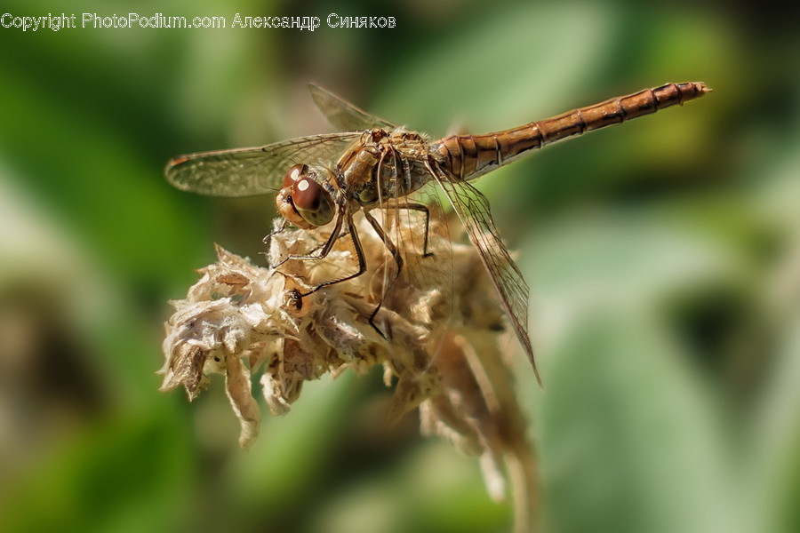 Animal, Anisoptera, Dragonfly, Insect, Invertebrate