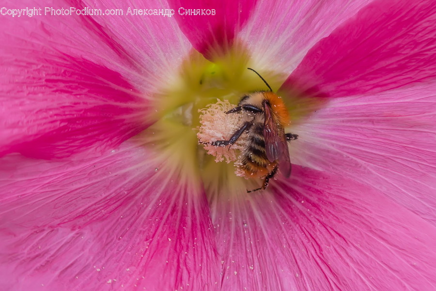 Flora, Plant, Pollen, Animal, Bee