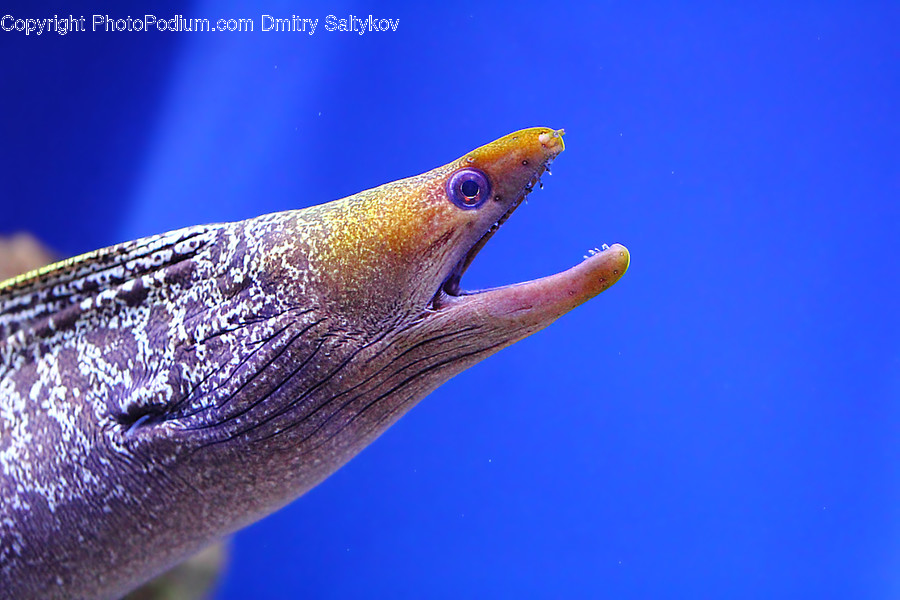 Animal, Fish, Eel