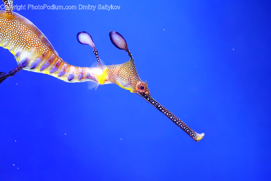 Animal, Fish, Leisure Activities, Nature, Ocean