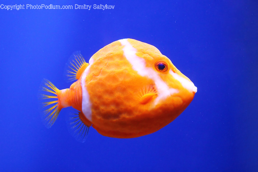Animal, Fish, Aquatic, Water, Amphiprion