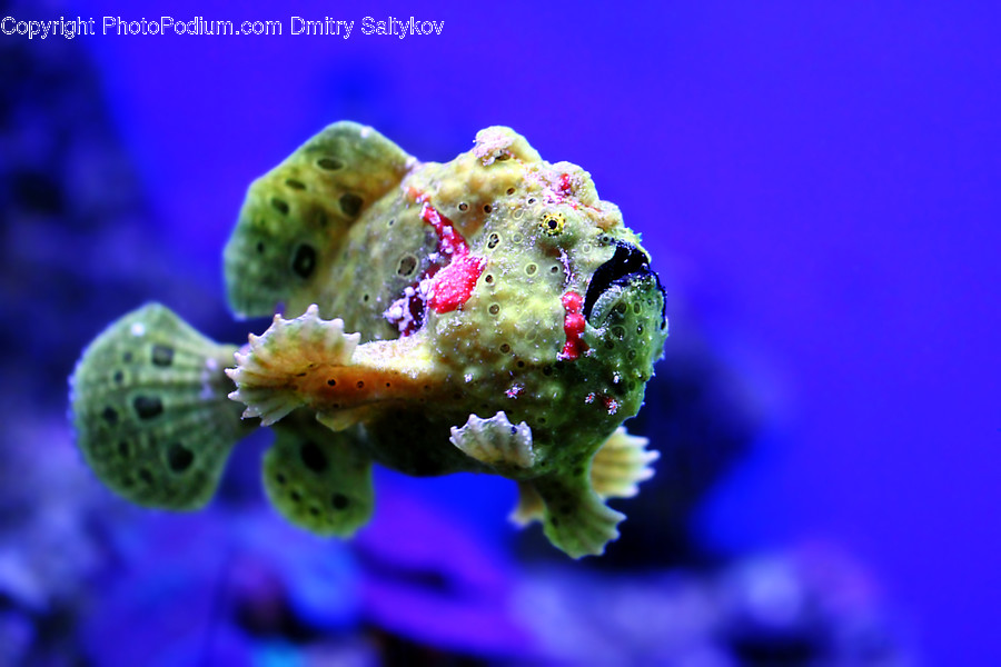 Animal, Sea Life, Sponge Animal, Nature, Ocean