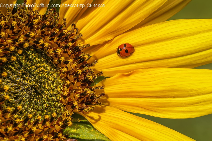 Blossom, Flora, Flower, Plant, Sunflower