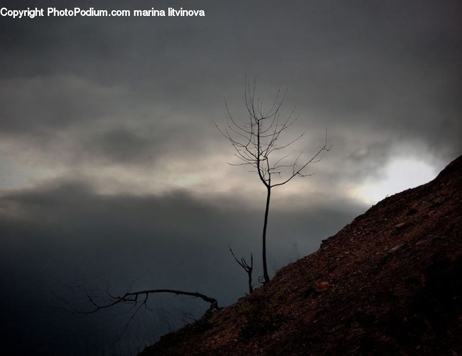 Outdoors, Storm, Weather, Plant, Tree