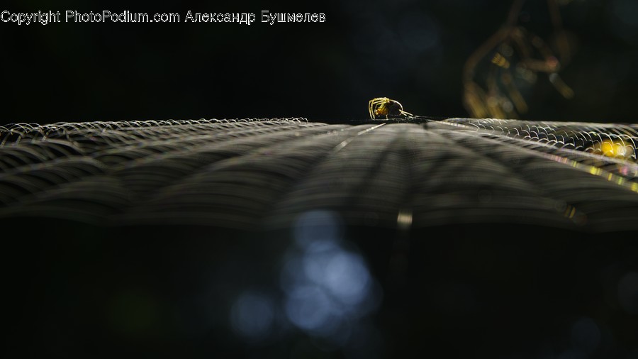 Animal, Anisoptera, Dragonfly, Insect, Invertebrate