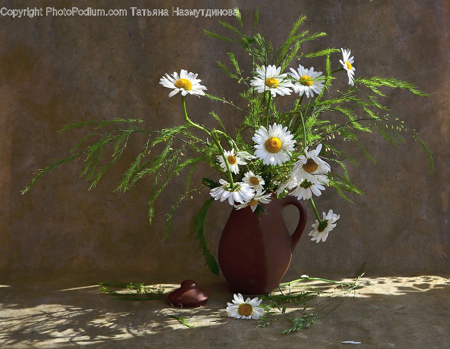 Asteraceae, Blossom, Flora, Flower, Plant
