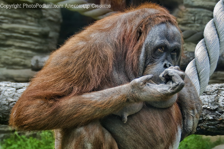Animal, Mammal, Monkey, Orangutan, Wildlife