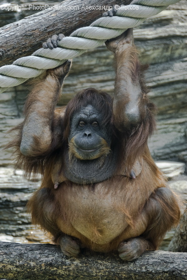 Animal, Mammal, Monkey, Orangutan, Wildlife