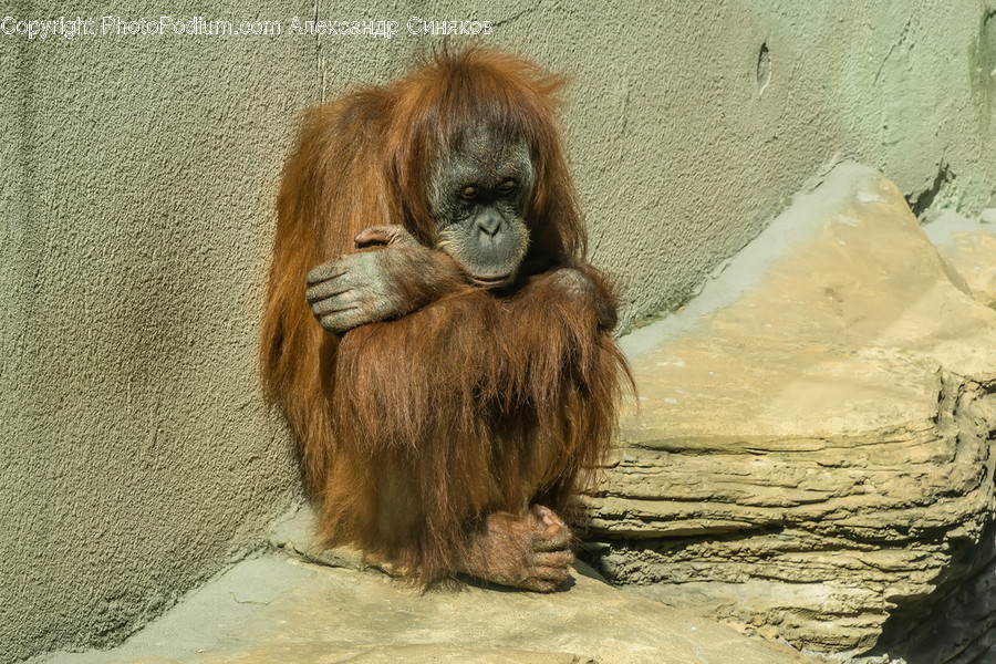 Animal, Mammal, Monkey, Orangutan, Wildlife