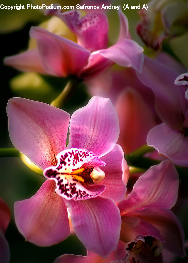 Blossom, Flora, Flower, Plant, Petal, Foxglove, Gladiolus