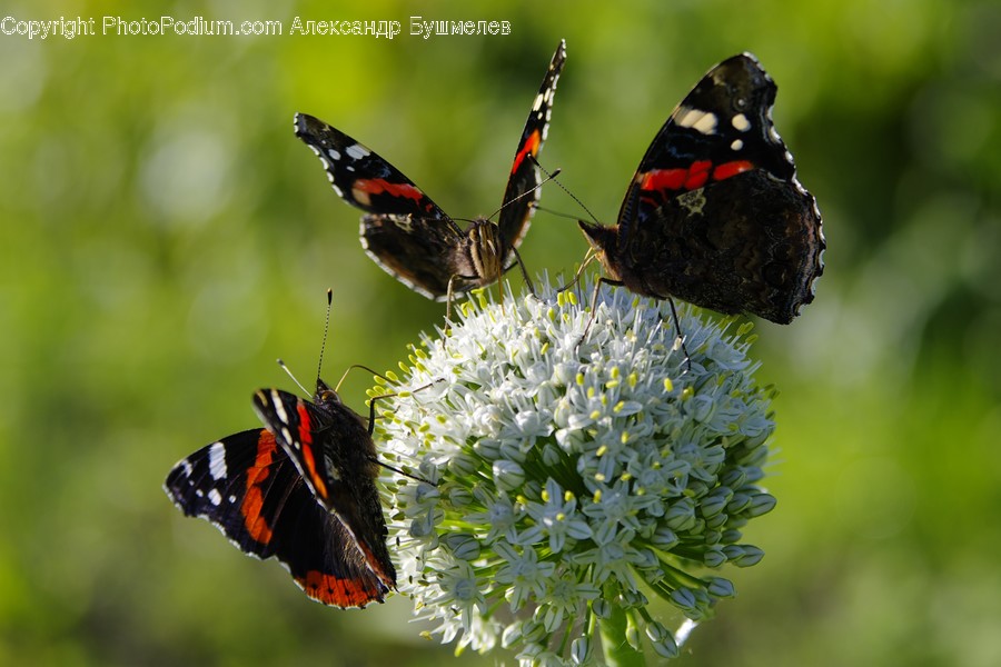 Animal, Butterfly, Insect, Invertebrate, Apidae