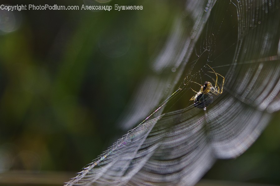 Animal, Arachnid, Garden Spider, Insect, Invertebrate