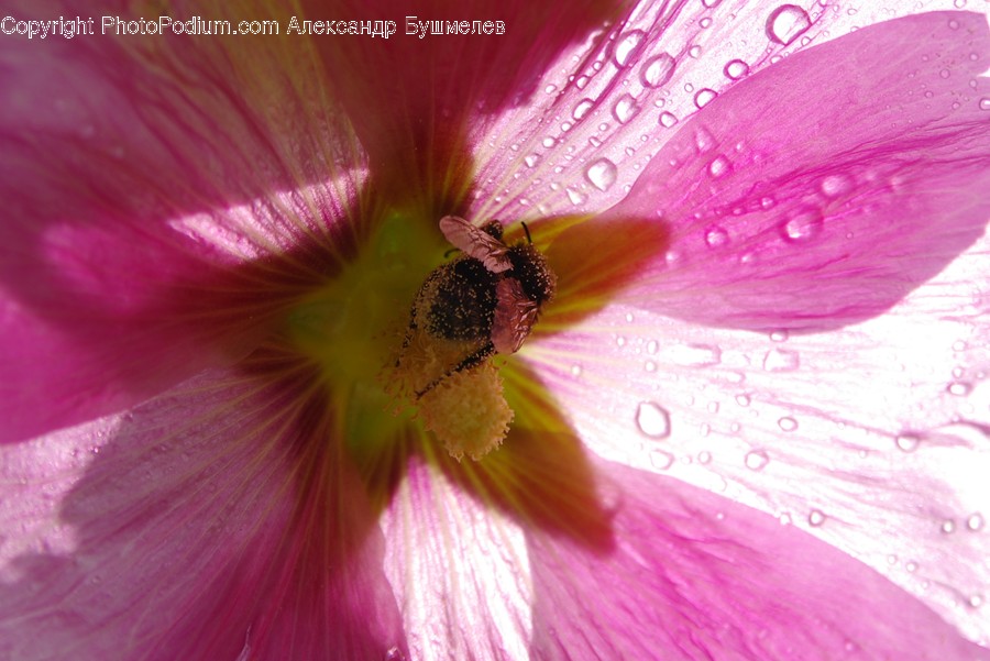 Blossom, Flora, Flower, Geranium, Plant