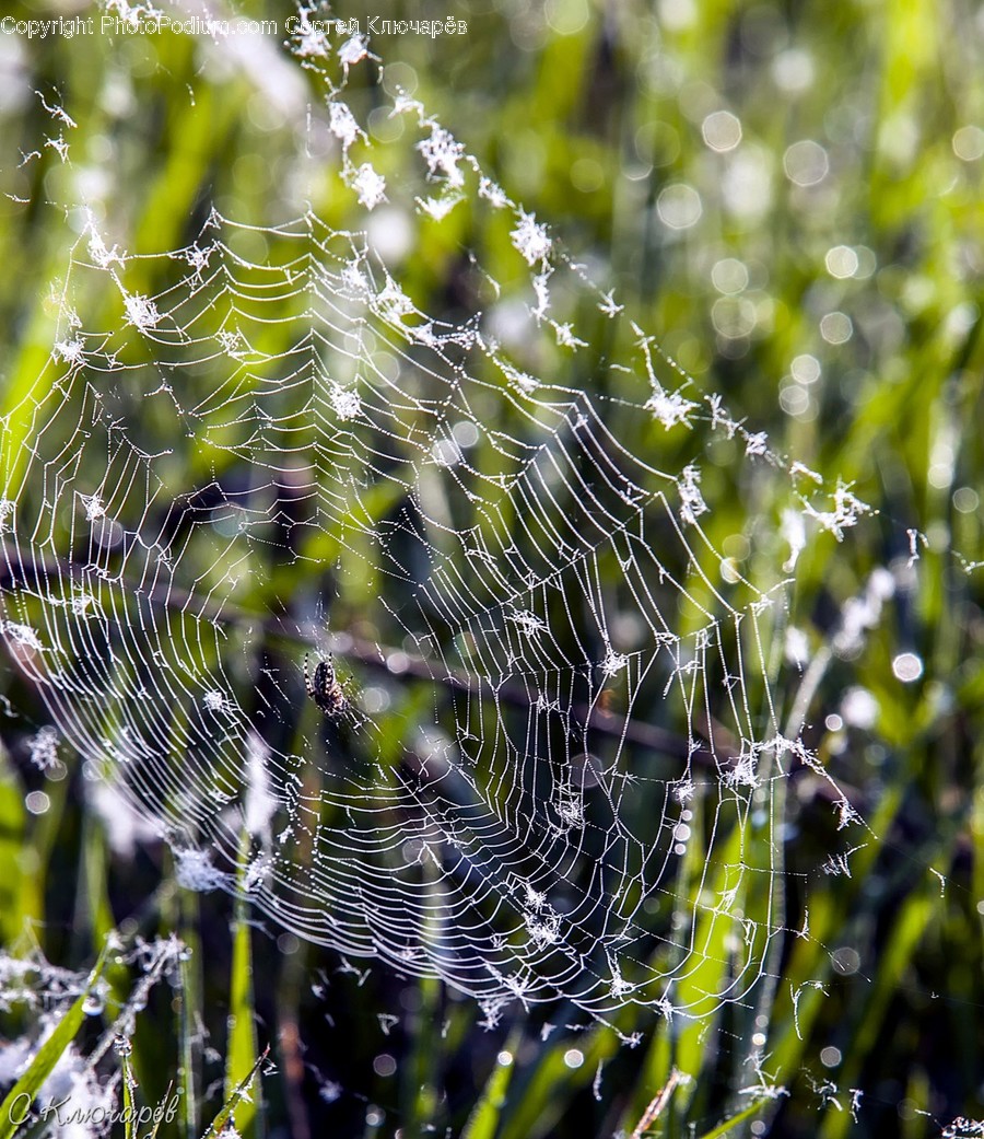 Spider Web, Animal, Arachnid, Argiope, Insect