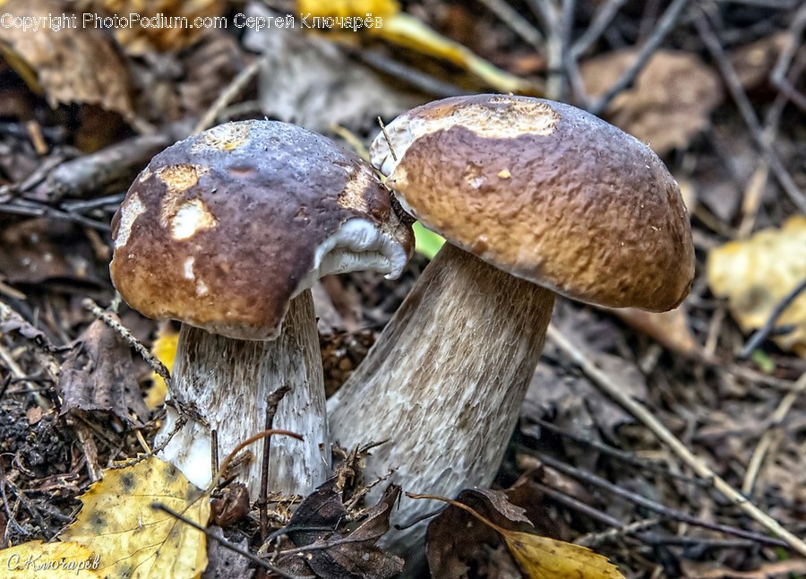 Fungus, Agaric, Flora, Mushroom, Plant