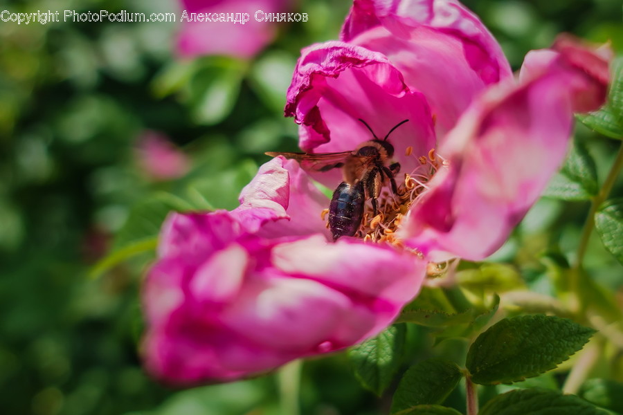 Blossom, Flora, Flower, Peony, Plant