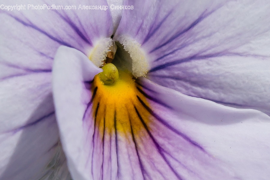 Blossom, Crocus, Flora, Flower, Plant