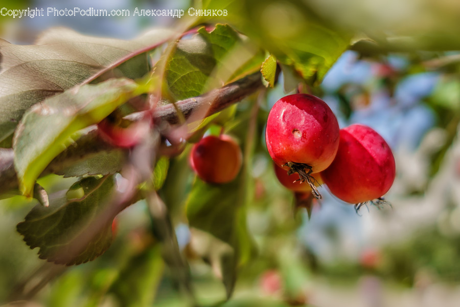 Apple, Flora, Food, Fruit, Plant