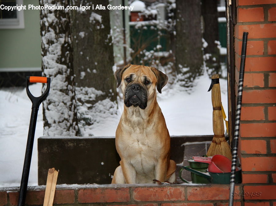 Animal, Boxer, Bulldog, Canine, Dog, Mammal, Pet