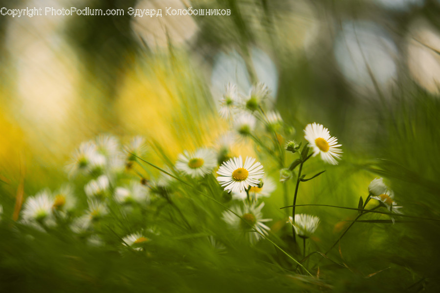 Blossom, Daisies, Daisy, Flora, Flower