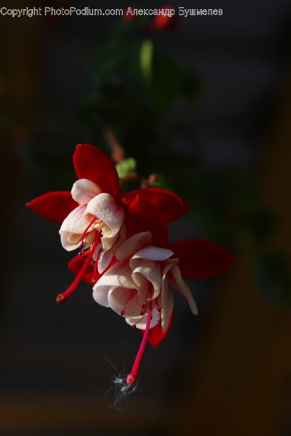 Human, People, Person, Blossom, Flora