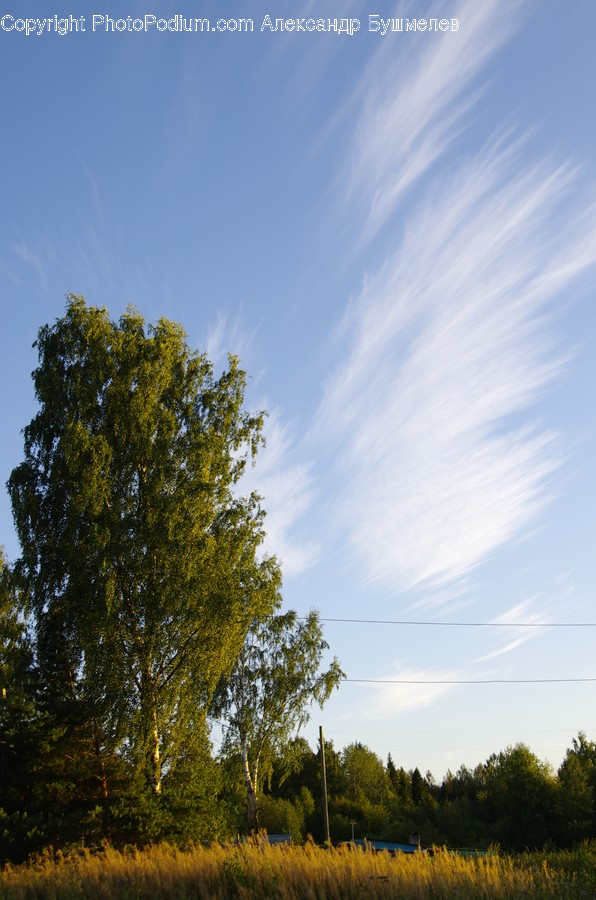 Field, Grassland, Outdoors, Conifer, Flora