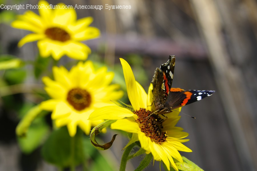 Animal, Apidae, Bee, Honey Bee, Insect