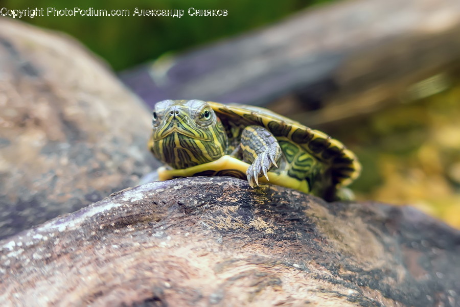 Animal, Box Turtle, Reptile, Sea Life, Tortoise