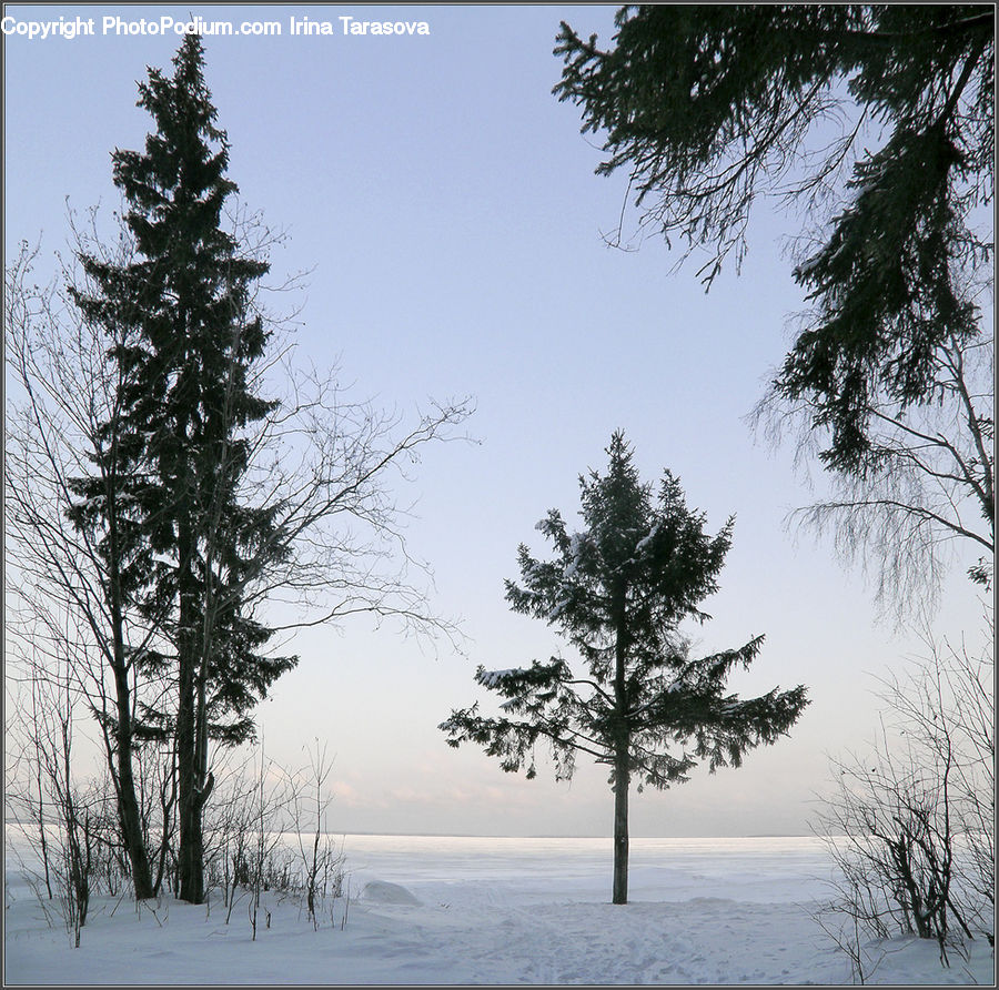 Conifer, Fir, Plant, Tree, Spruce, Wood, Landscape