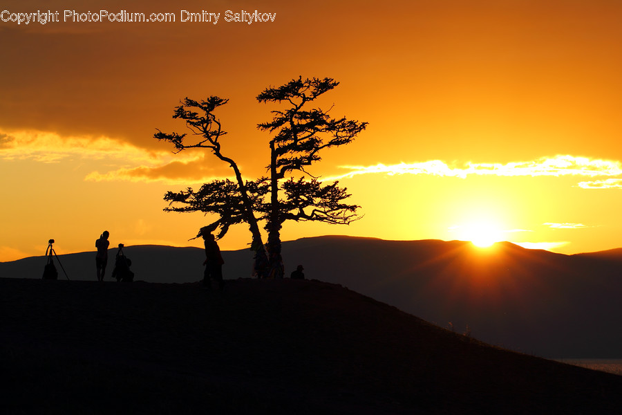 Flora, Plant, Tree, Dawn, Dusk