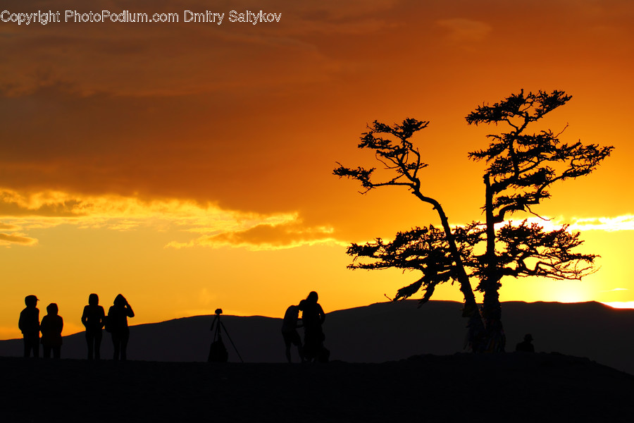 Flora, Plant, Tree, Dawn, Dusk