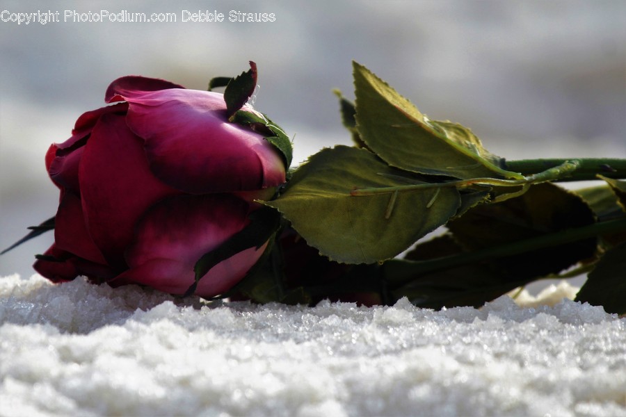 Human, People, Person, Blossom, Bud