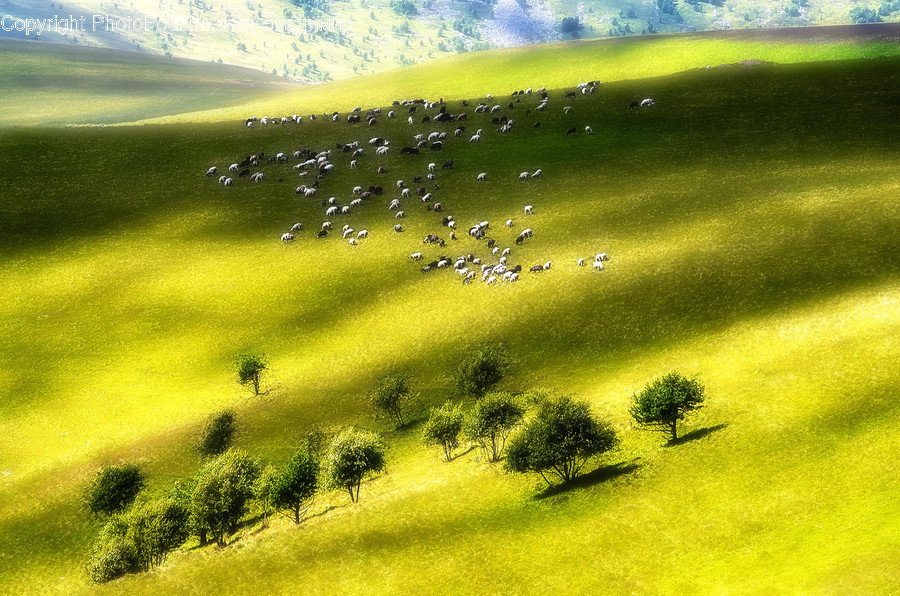 Field, Grassland, Outdoors, Flora, Grass