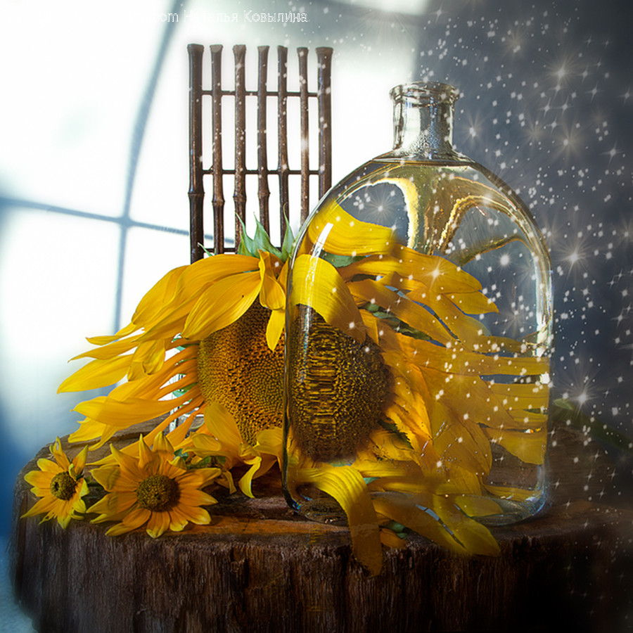 Bubble, Beverage, Drink, Blossom, Flora