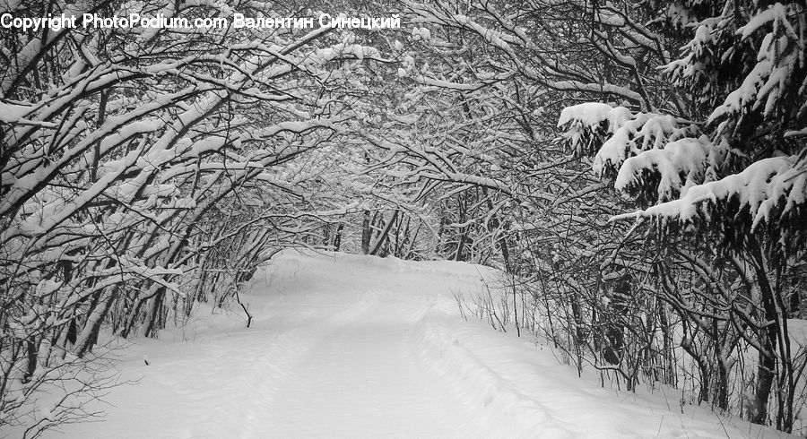 Ice, Outdoors, Snow, Forest, Vegetation, Plant, Tree