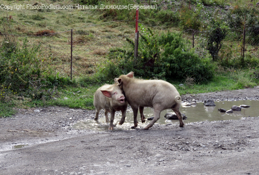 Animal, Mammal, Pig, Boar, Hog