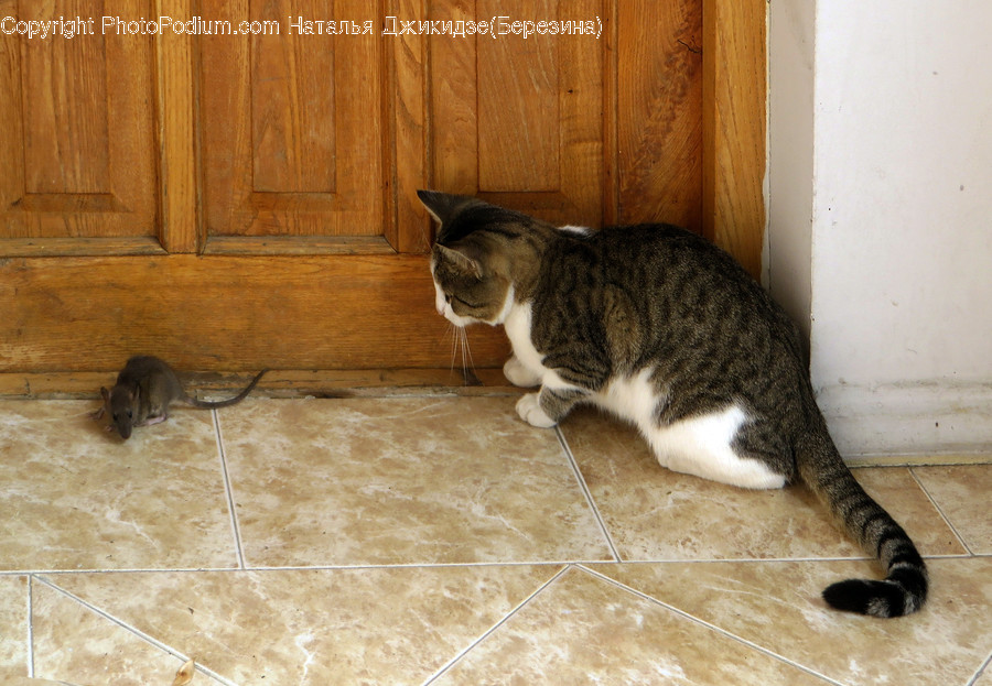 Animal, Cat, Mammal, Manx, Pet